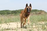 MALINOIS 325